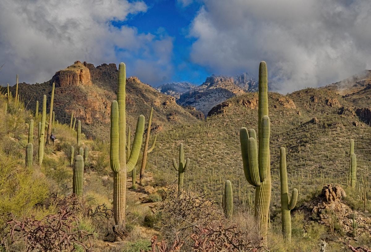 Silverleaf